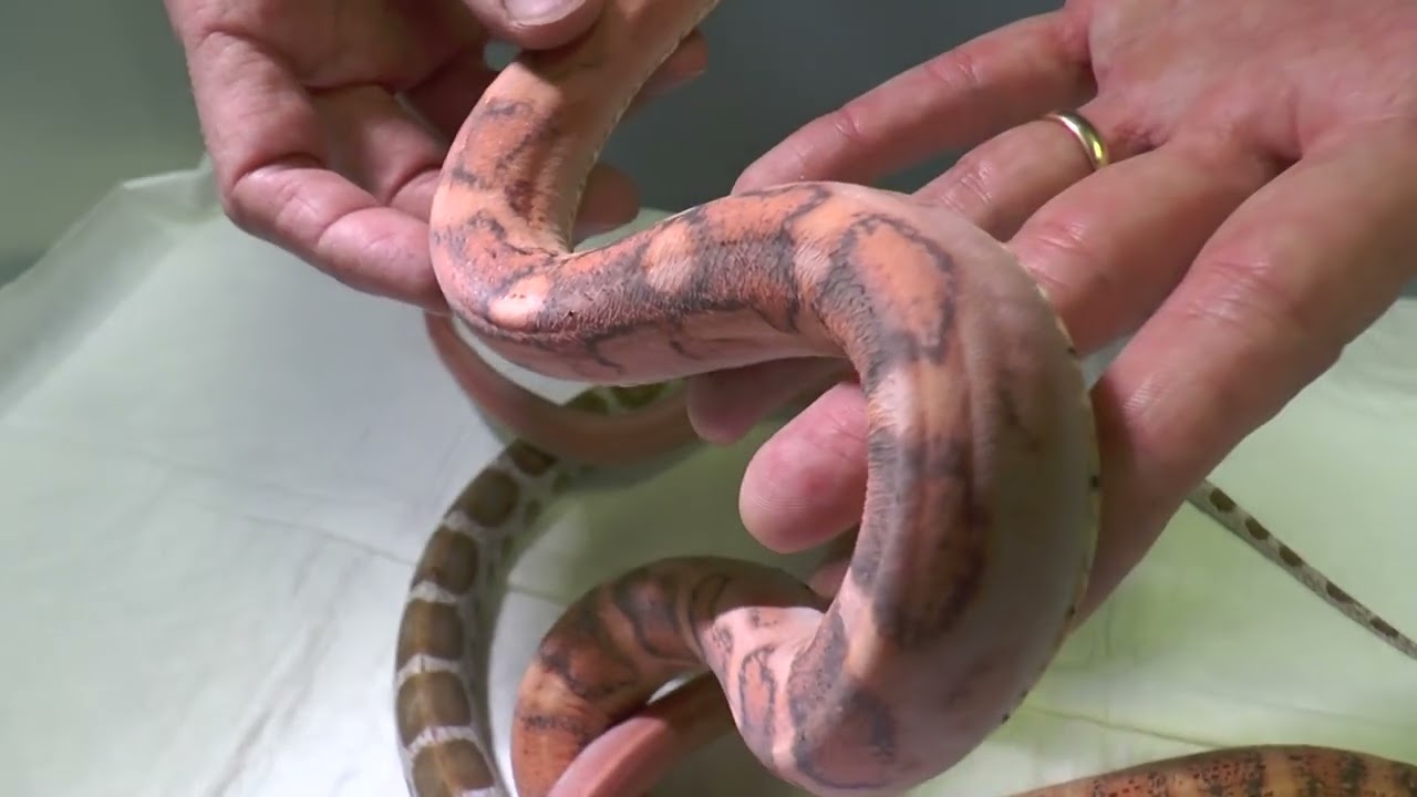 Serpente del grano scaleless