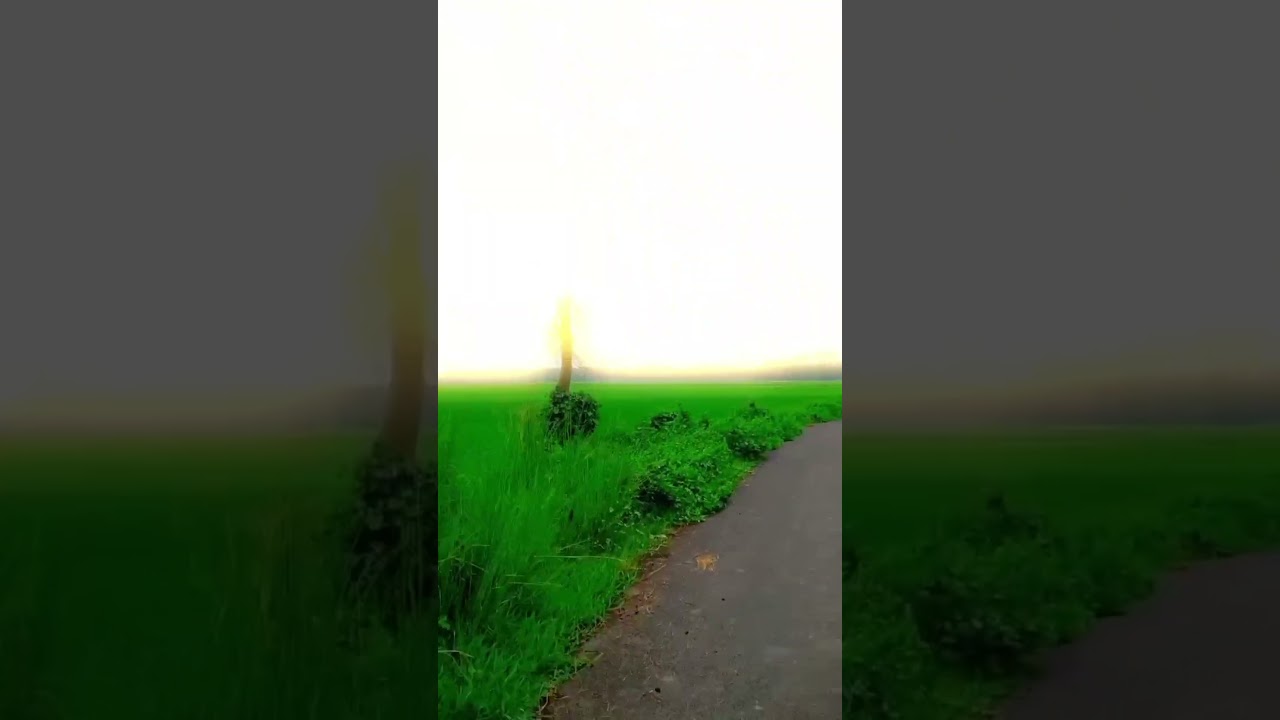 Peaceful Forests & Majestic Trees: A Visual Journey 🌲🌲