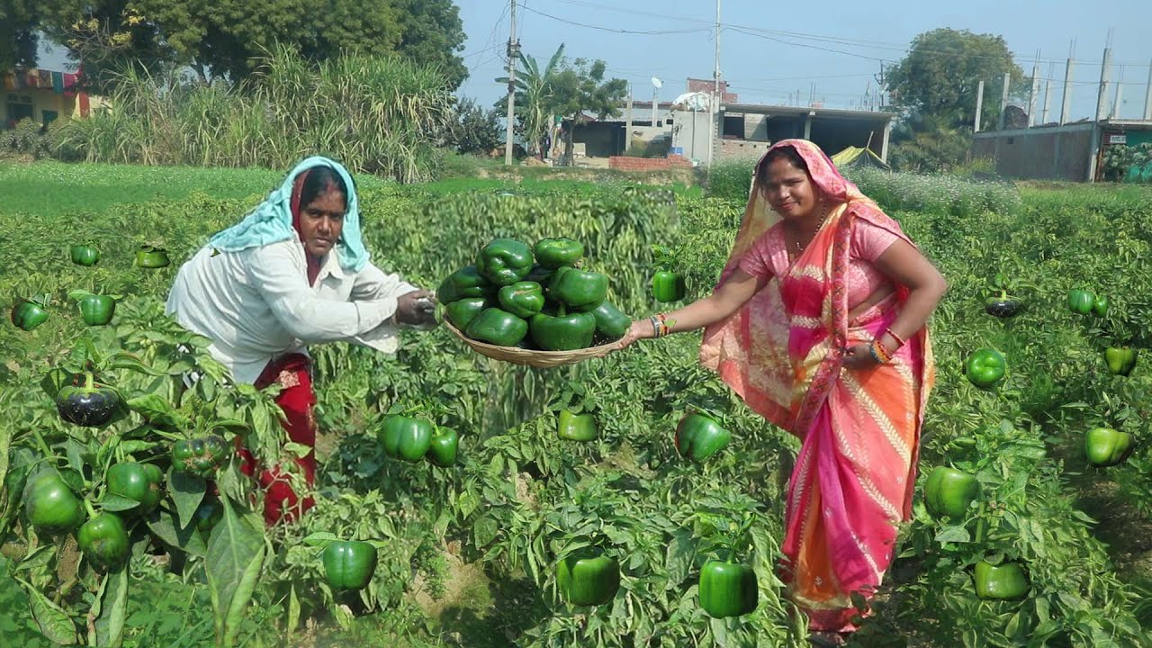 शिमला मिर्च भरवां पकोड़ा के साथ हरी मिर्च तली हुई मिल जाए तो पकोड़े का स्वाद दूना होजाए