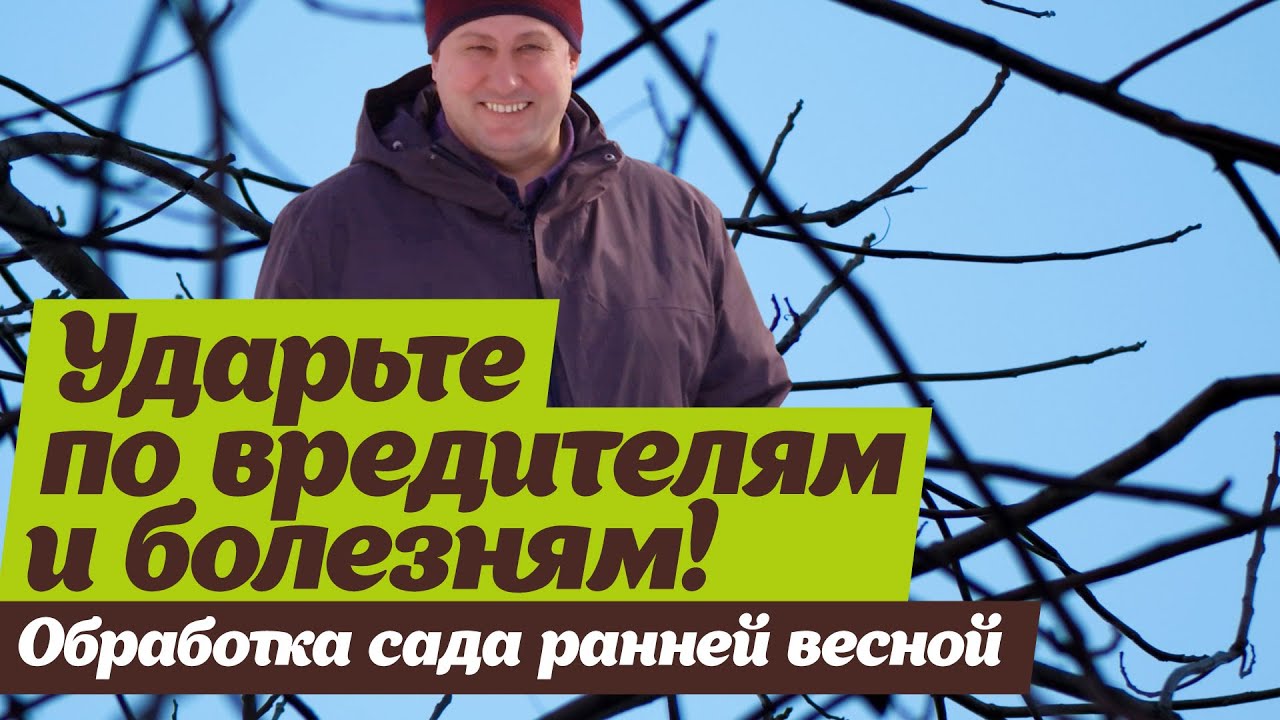 Обработка сада ранней весной  Искореняющее опрыскивание от вредителей и болезней.