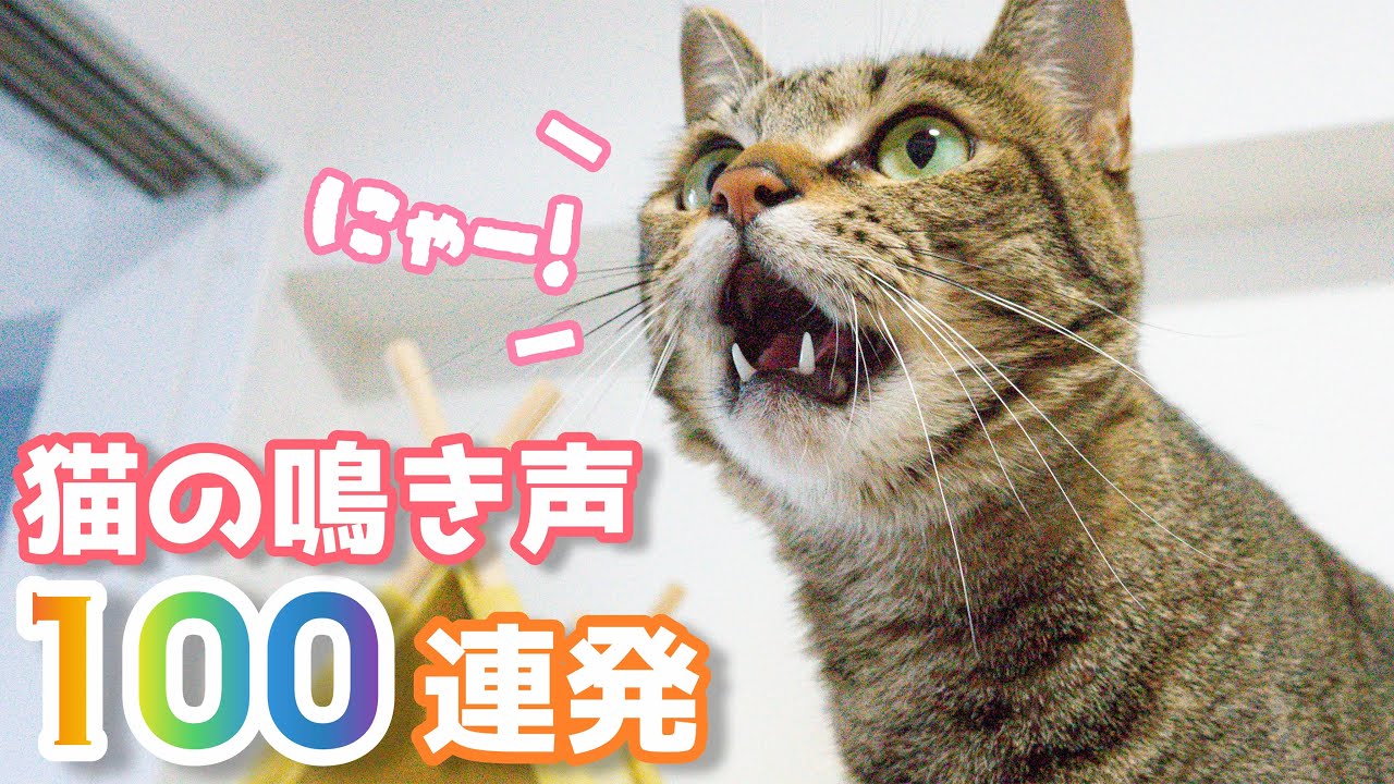 【猫の鳴き声】こう鳴いてきたら大好きの証！メス猫の可愛い鳴き声100連発　猫が寄ってくる鳴き声