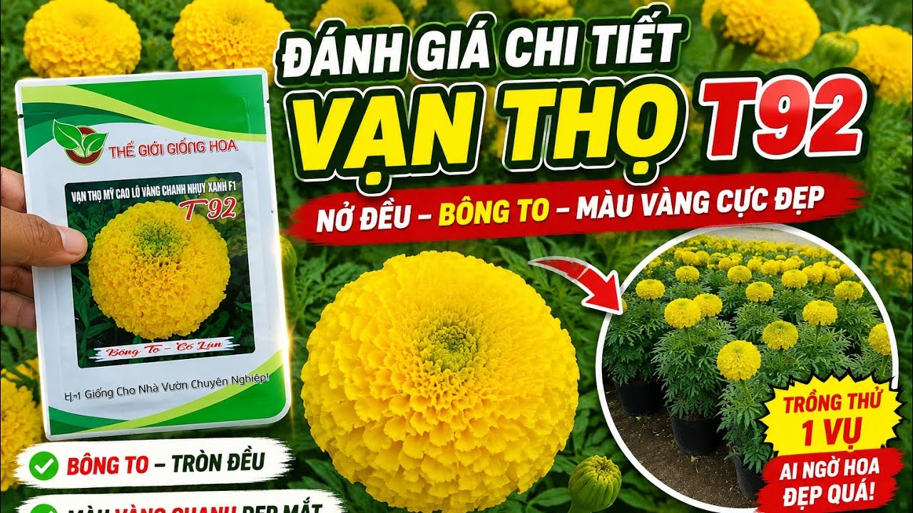 Đánh giá bông vạn thọ t92 từ a đến z chi tiết sau 1 vụ bông 
