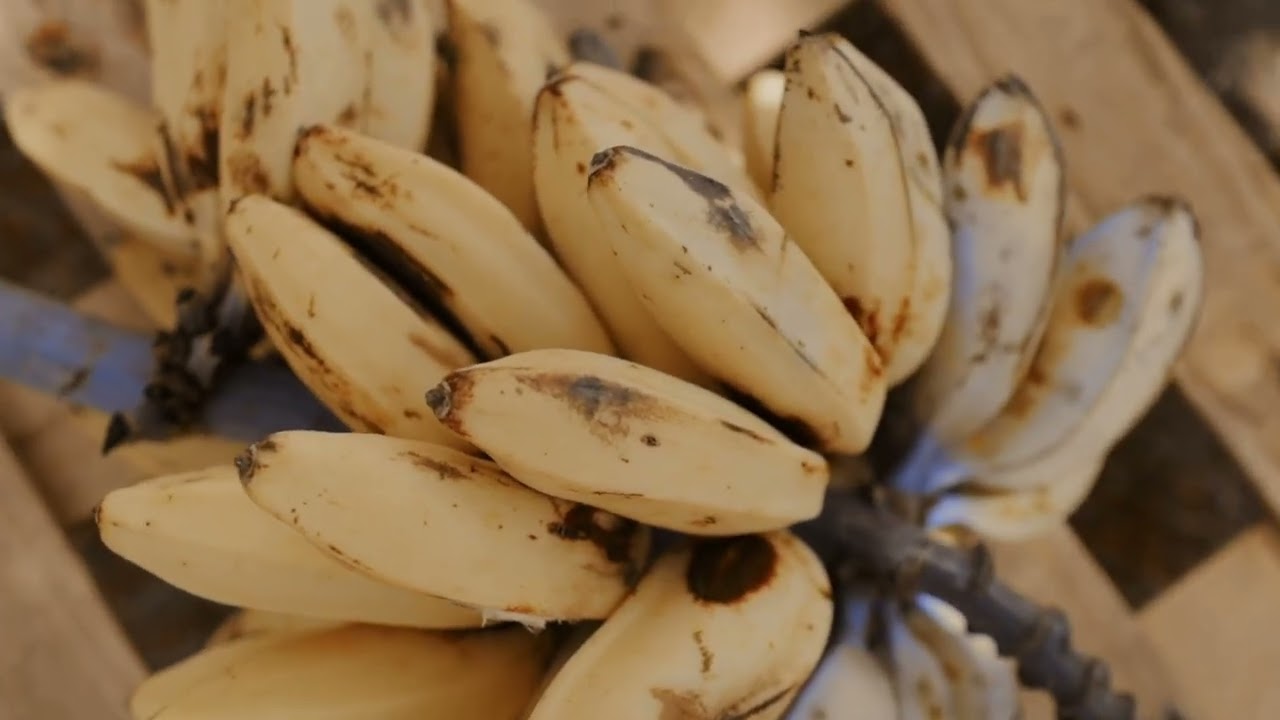 Bananeiras NÃO são Árvores. A Engenharia Impossível do Design 🧠🍌
