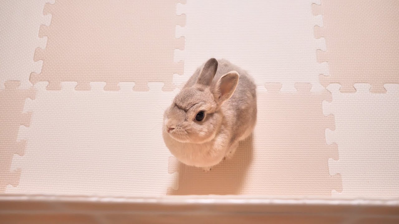 暗闇のなかでかいぬしの帰りをずっと待ってたうさぎさん。。。再会後の甘え方がたまりませんでした
