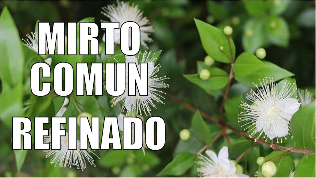 MIRTO COMUN MANTENIMIENTO Y PODA