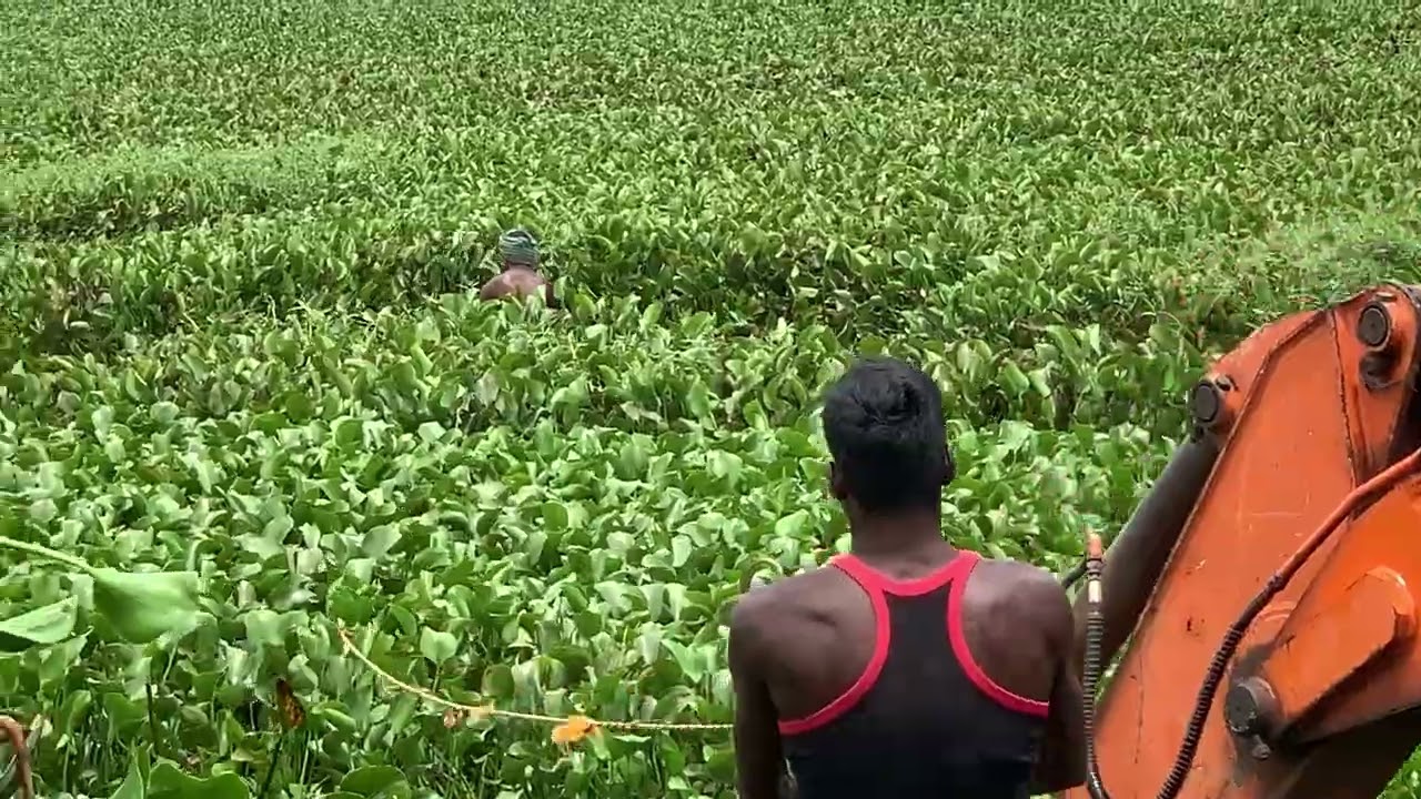 Simple method of Cleaning water hyacinth in contaminated lakes. #lakes #waterhyacinth #hosur