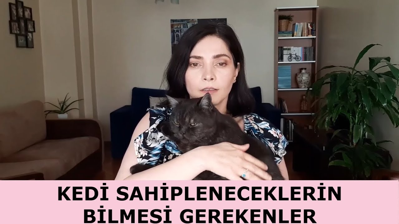 kedi sahipleneceklerin bilmesi gerekenler | kedi sahiplenmenin zorlukları ve sorumlulukları