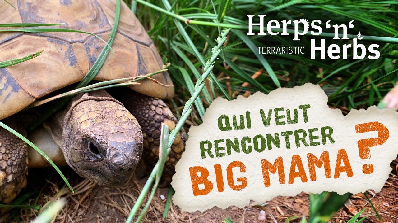 Une tortue terrestre dans ton jardin! Tout sur l'élevage de la Testudo hermanni