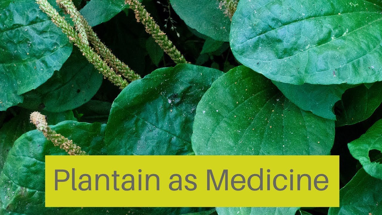 How To Use Plantain as Herbal Medicine
