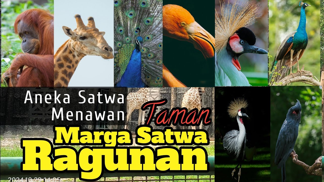 ANEKA SATWA MENAWAN | TAMAN MARGASATWA RAGUNAN JAKARTA