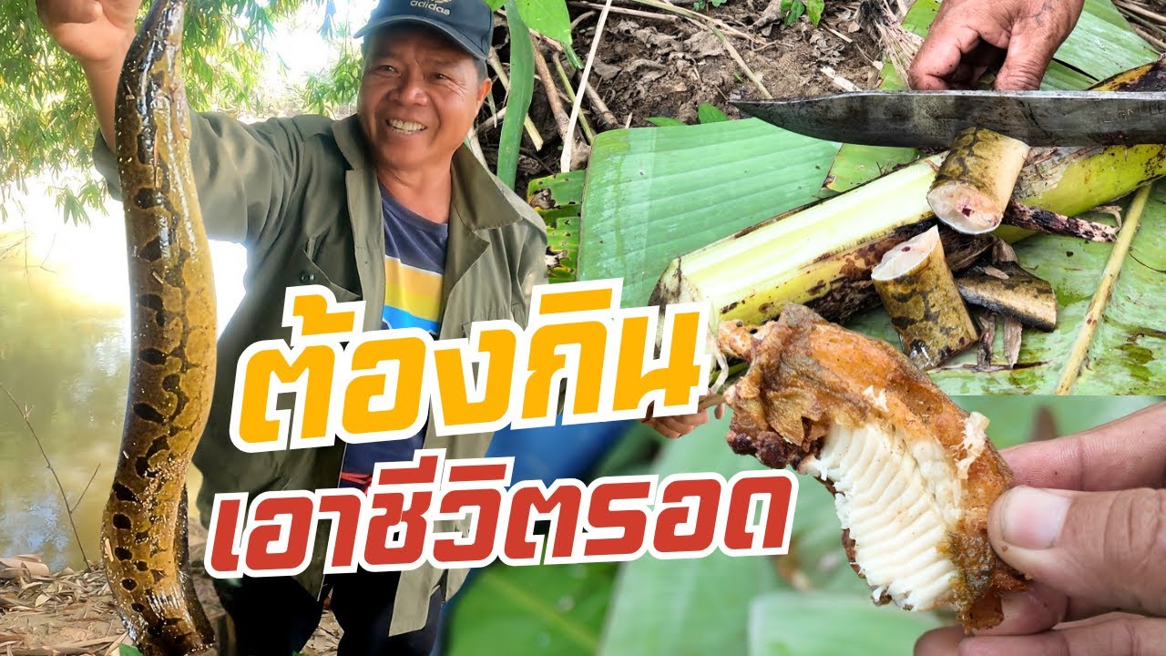 เกือบไปแล้ว!! ลุ้นสุดๆ เกือบได้กินข้าวกับพริกป่อน เพื่อต้องเอาชีวิตรอด