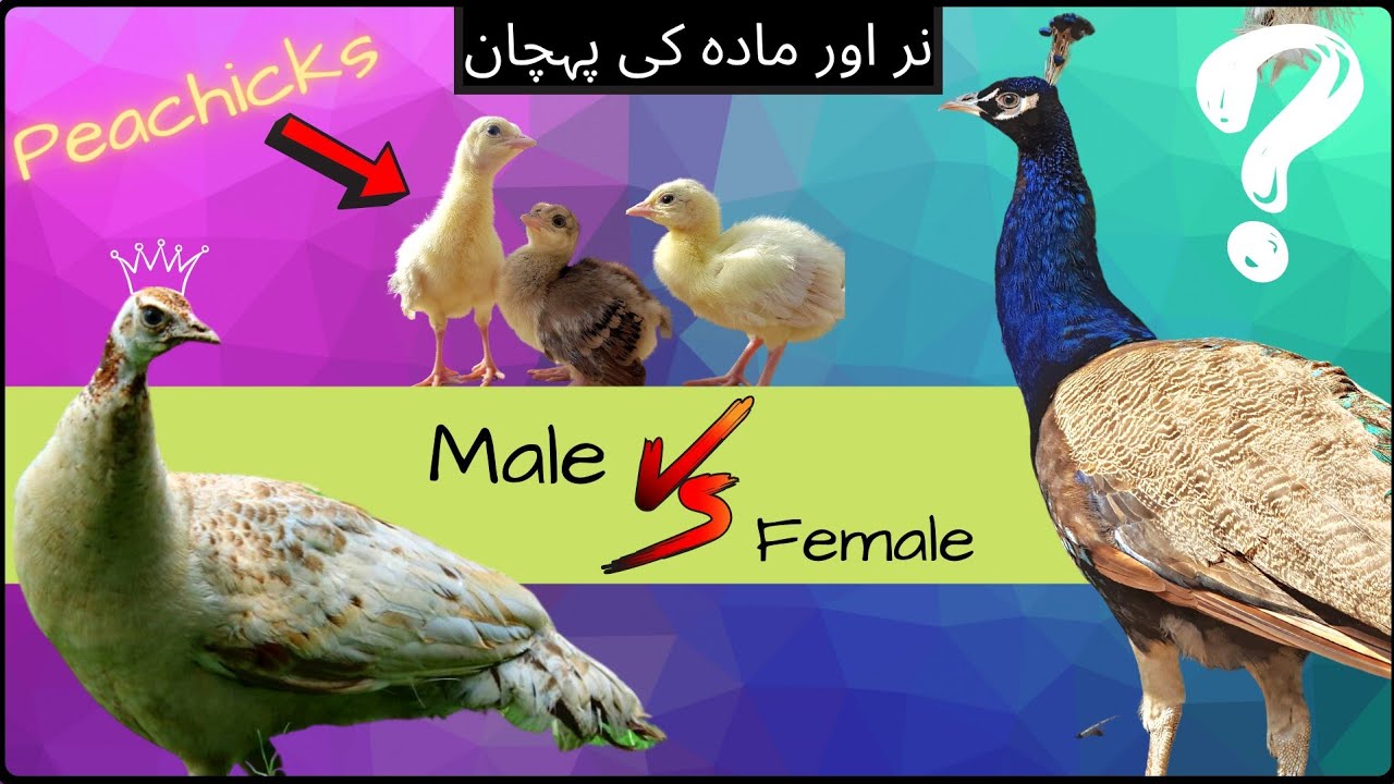 How to identify Males and Females in Peachicks | Peacock Villa