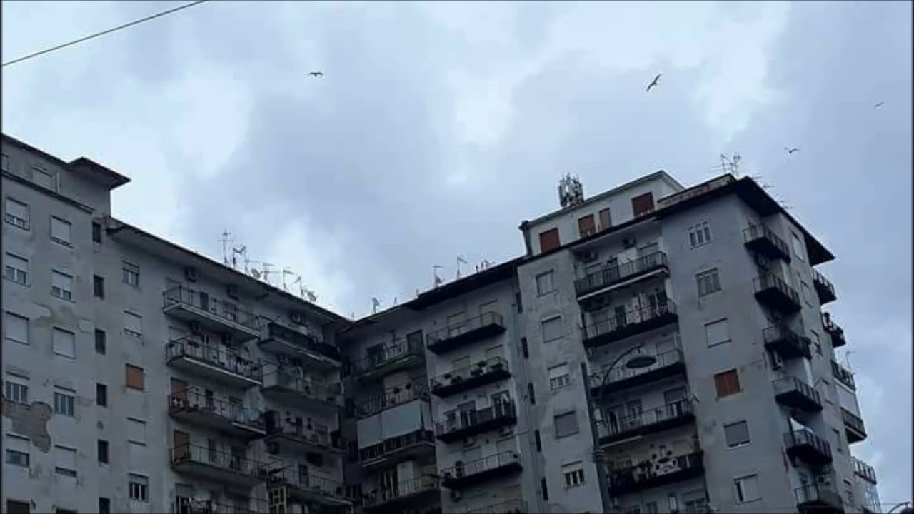 Puparuolo - Aeroplani
