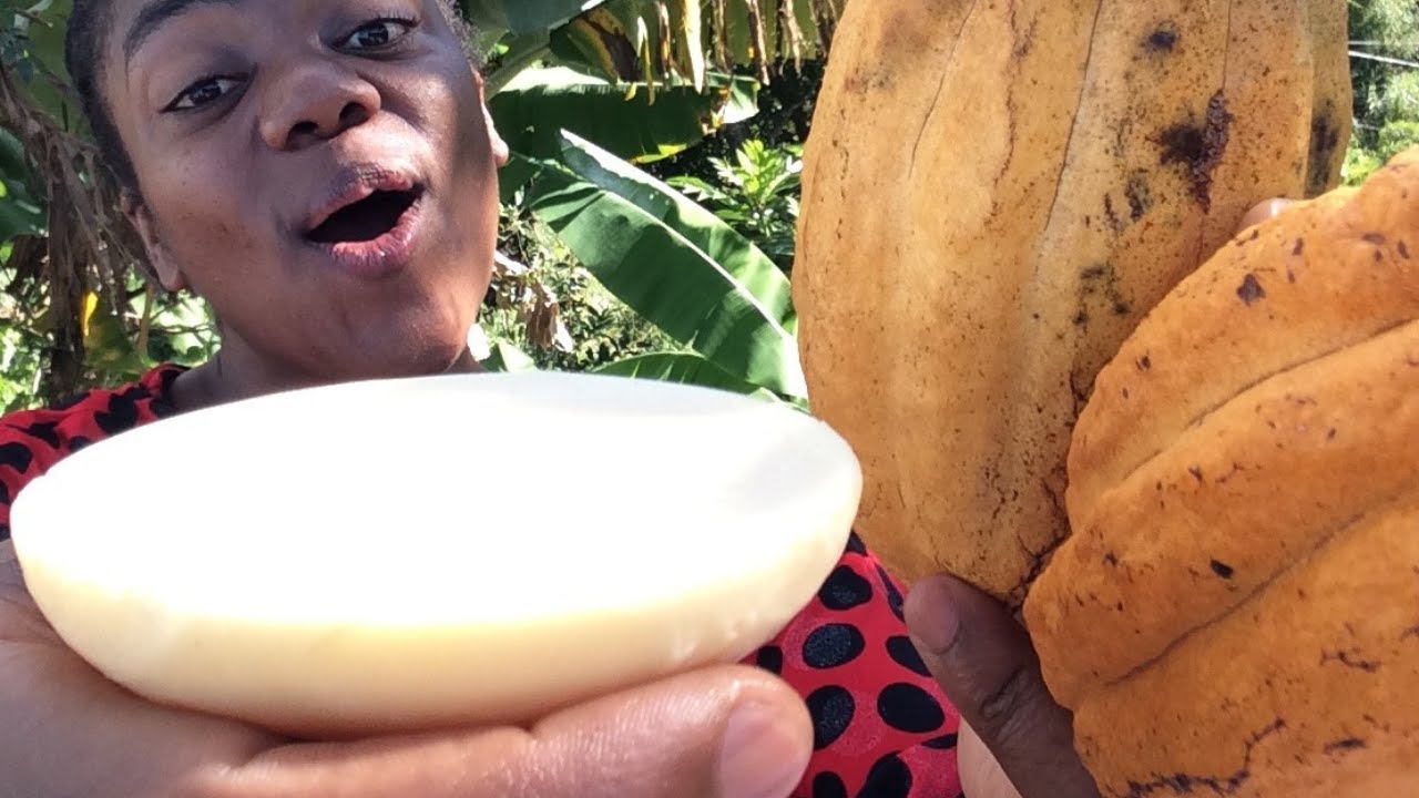 HOW TO MAKE 100% Organic COCOA BUTTER From Raw Cocoa Beans - Make Cocoa Butter At Home #jamaica