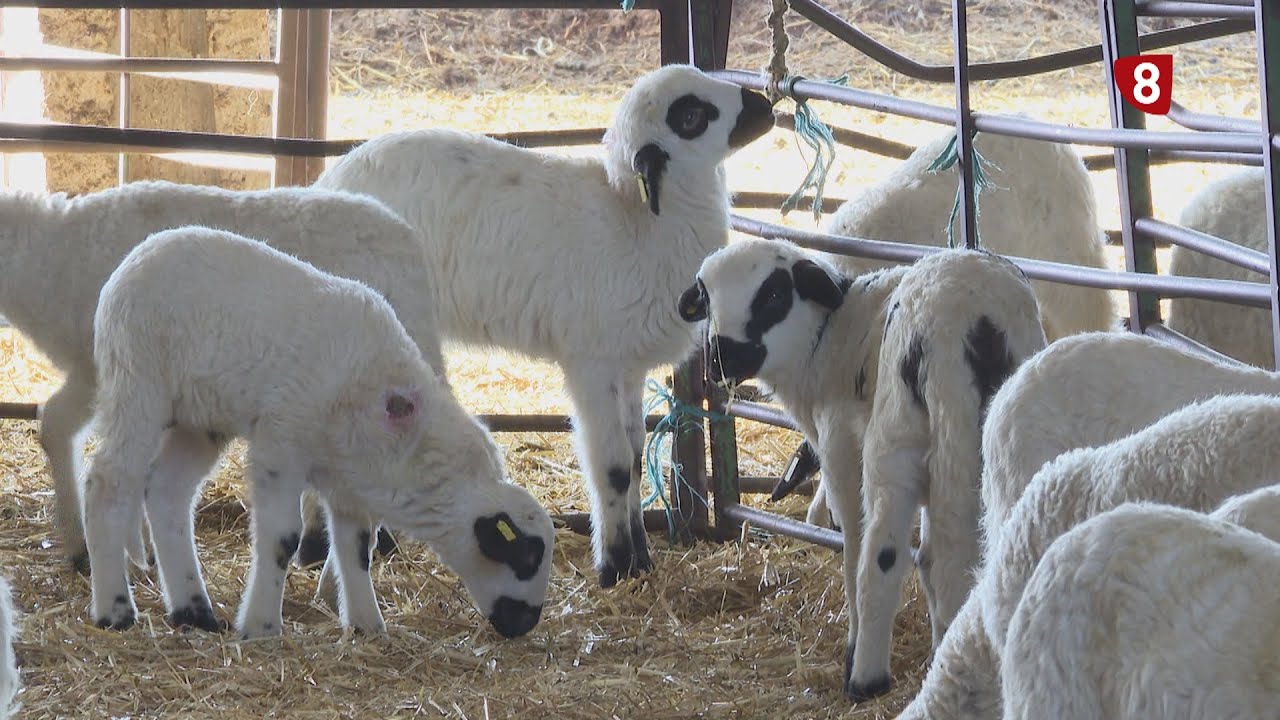 Campo Palentino (19-12-2024)
