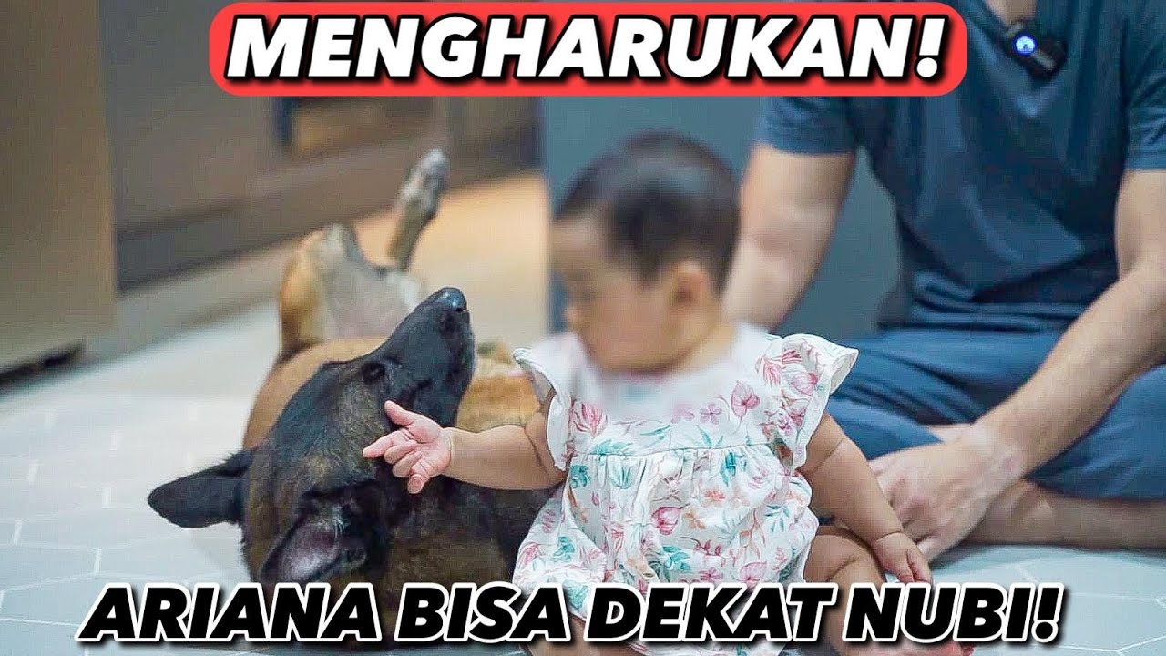 ANUBIS AKHIRNYA BISA DEKAT SM BABY ARIANA 😍