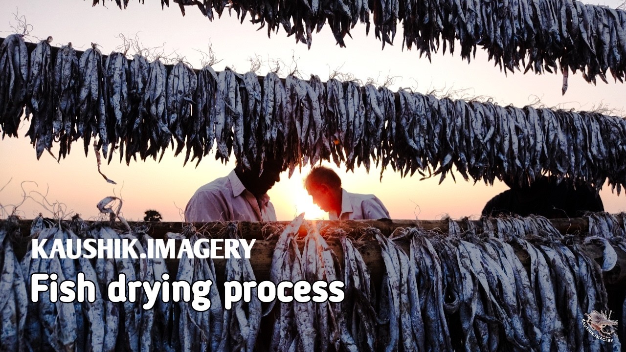 The process of drying fish / @kaushik.imagery