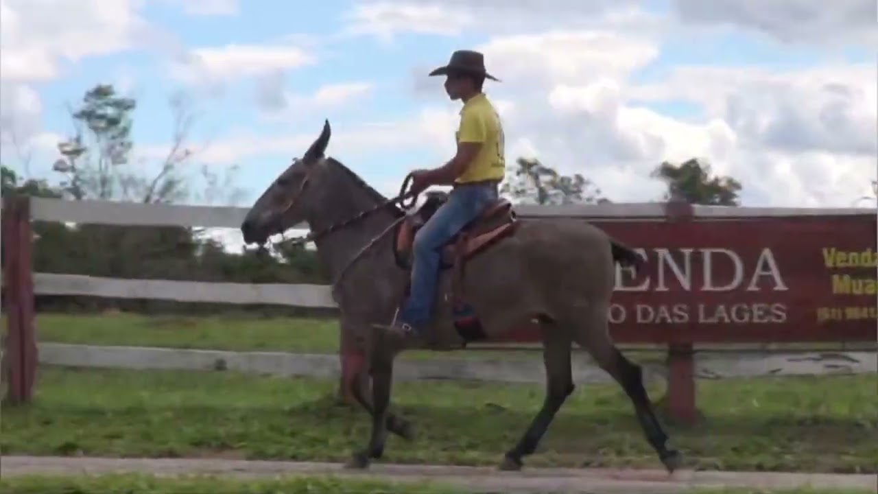 24 - CINDERELA DO ENGENHO DAS LAGES