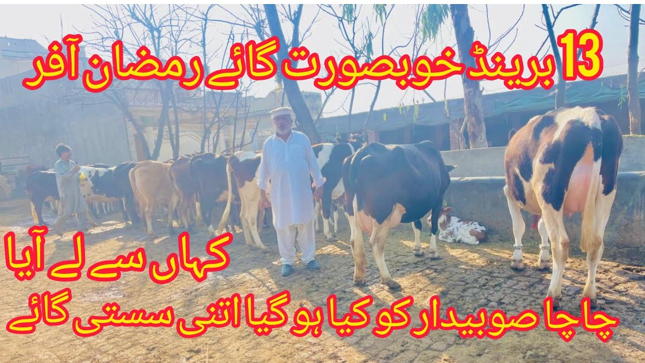صوبیدار رفاقت سیالکوٹ 13 خوبصورت گائے دستیاب ہیں 6 فروری 2026/barkatdairyfarm 