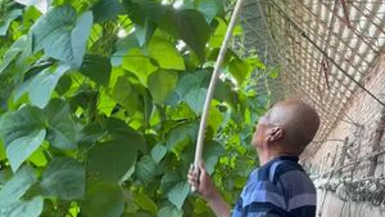 大家猜猜  最后老头儿吃到土豆顿豆角啦吗？我在没在这吃哈哈 今天下午2点直播哦#热点 #记录真实生活 #生活 #农村生活