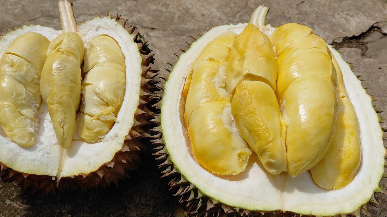 DUREN ANDALAN PAK JI JABUNG PANEKAN!! MUSANG KING MAGETAN TERMURAH RASA MANIS LEGIT