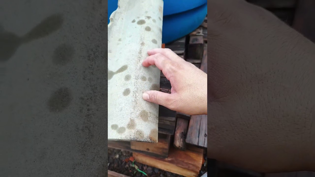 Posso usar água de chuva para criar peixe? 