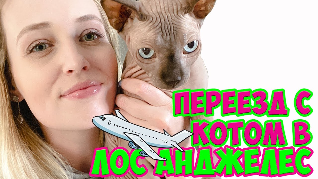 Перелёт с котом в США. Перевозка животного в самолете. Кот в салоне самолета