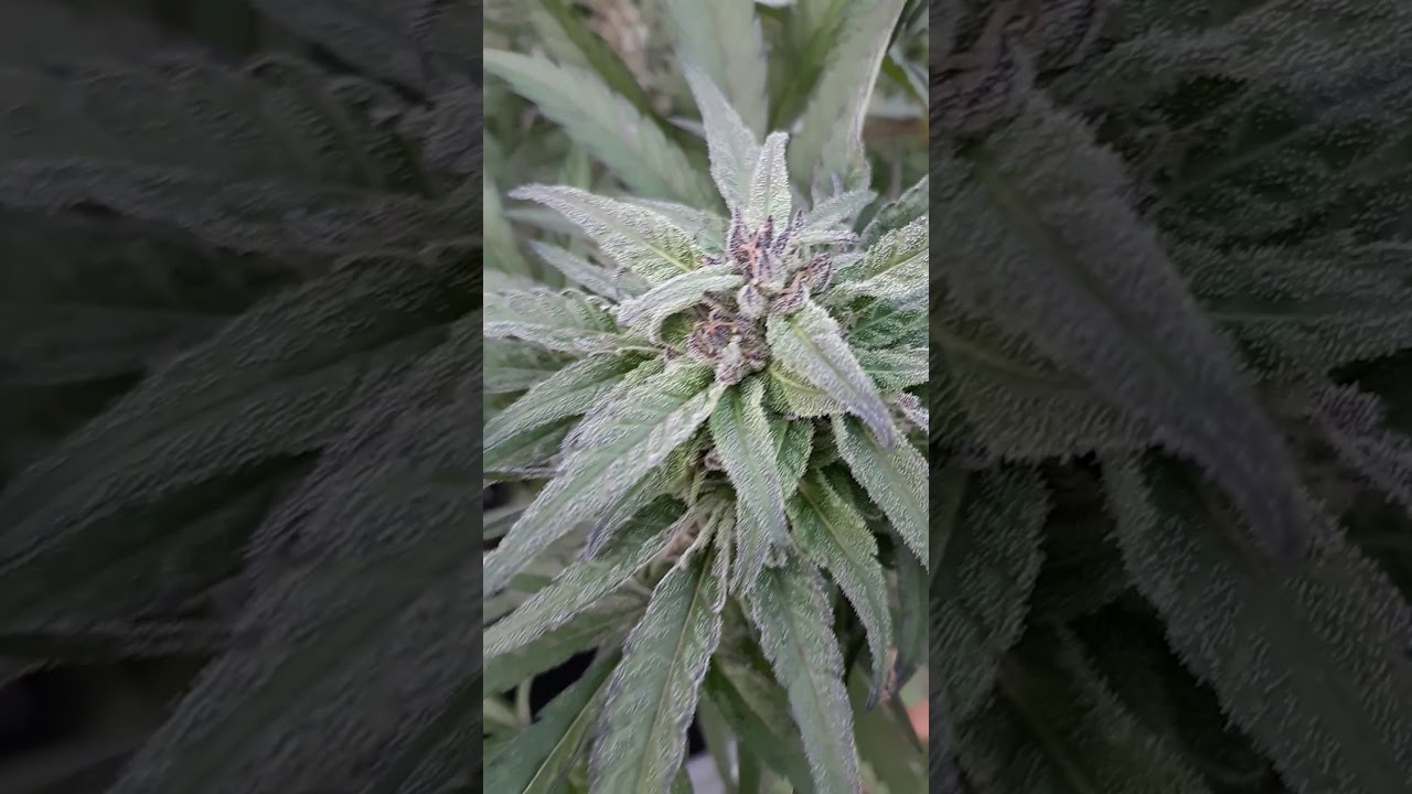peyote critical