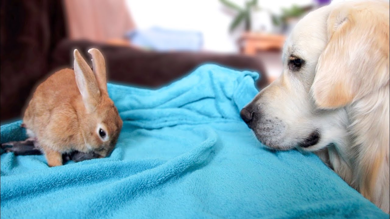Dog Reacts to Rabbit Mother feeding her Baby Bunnies 1 Day Old