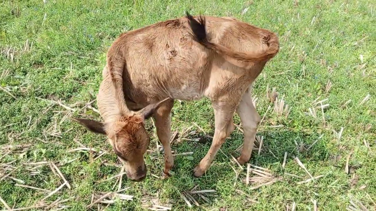 Beautiful animals video. Green colour mud in baby cow. Activities cute baby cow 