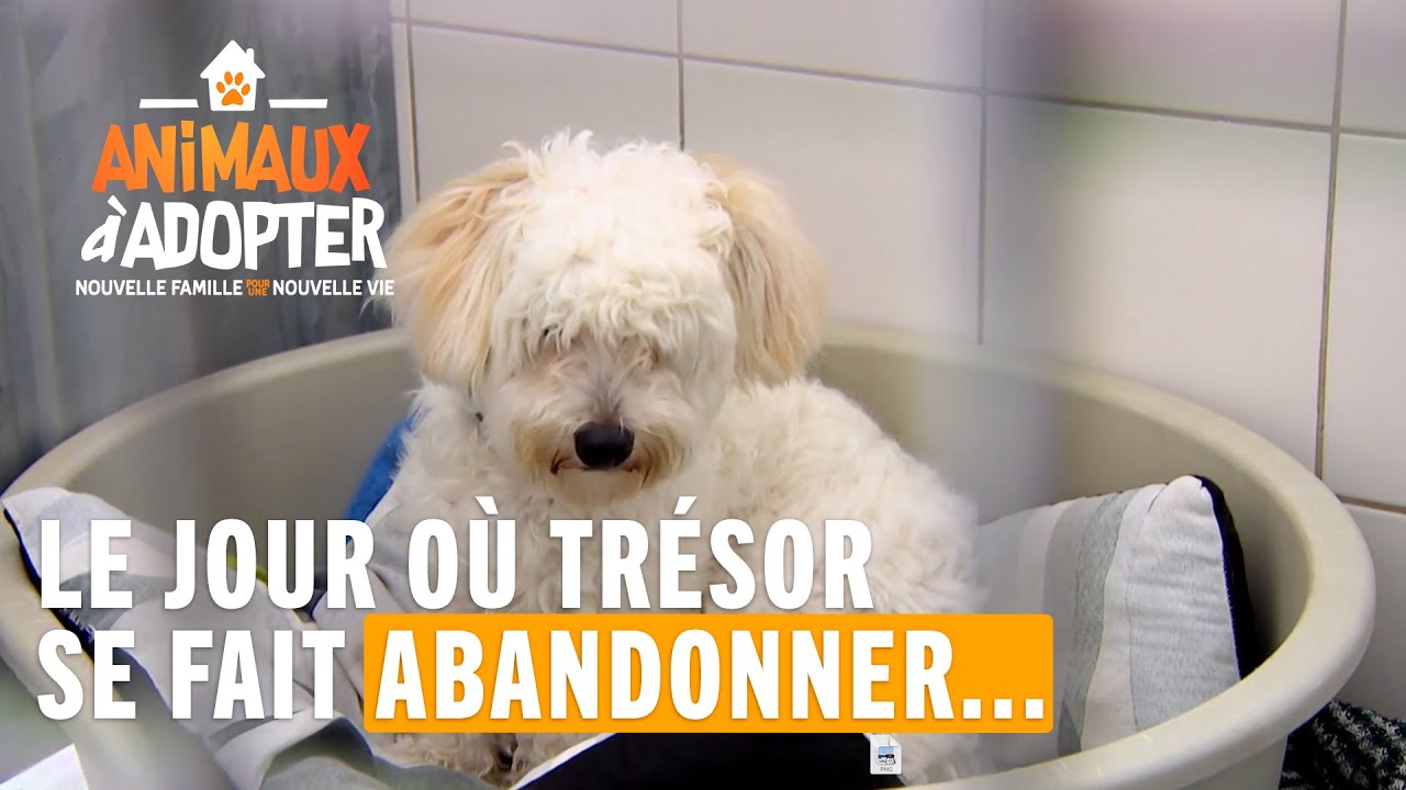 Le jour où Trésor se fait abandonner... - Animaux À Adopter