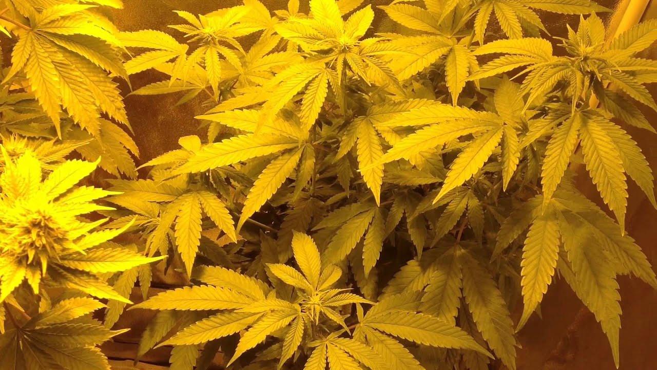 Abusive OG