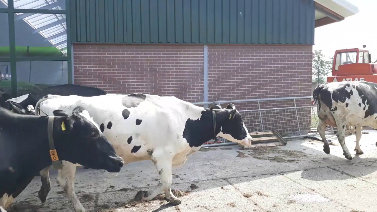 koeien naar buiten mts van der velde nijega 2019