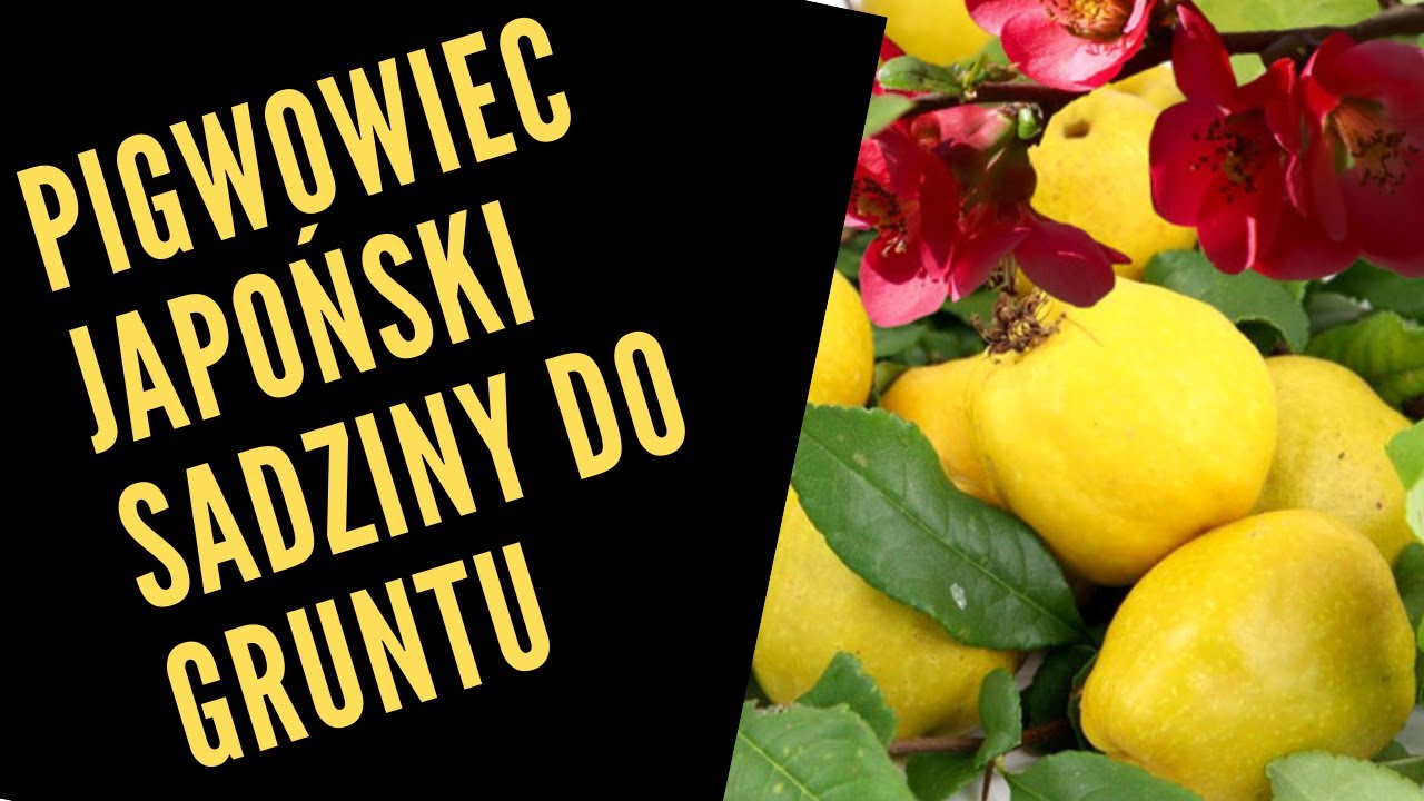 Pigwowiec japoński sadzenie do gruntu.