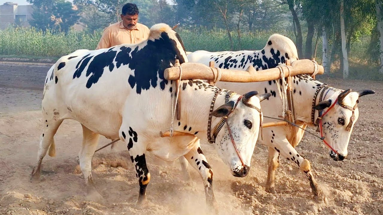Green field levelling | Bull powered field levelling tool | Traditional and old punjab