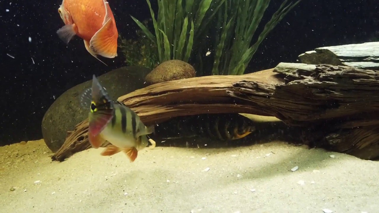 500 Gallon - New Tank Mates for the Arowana, Feeding Silversides