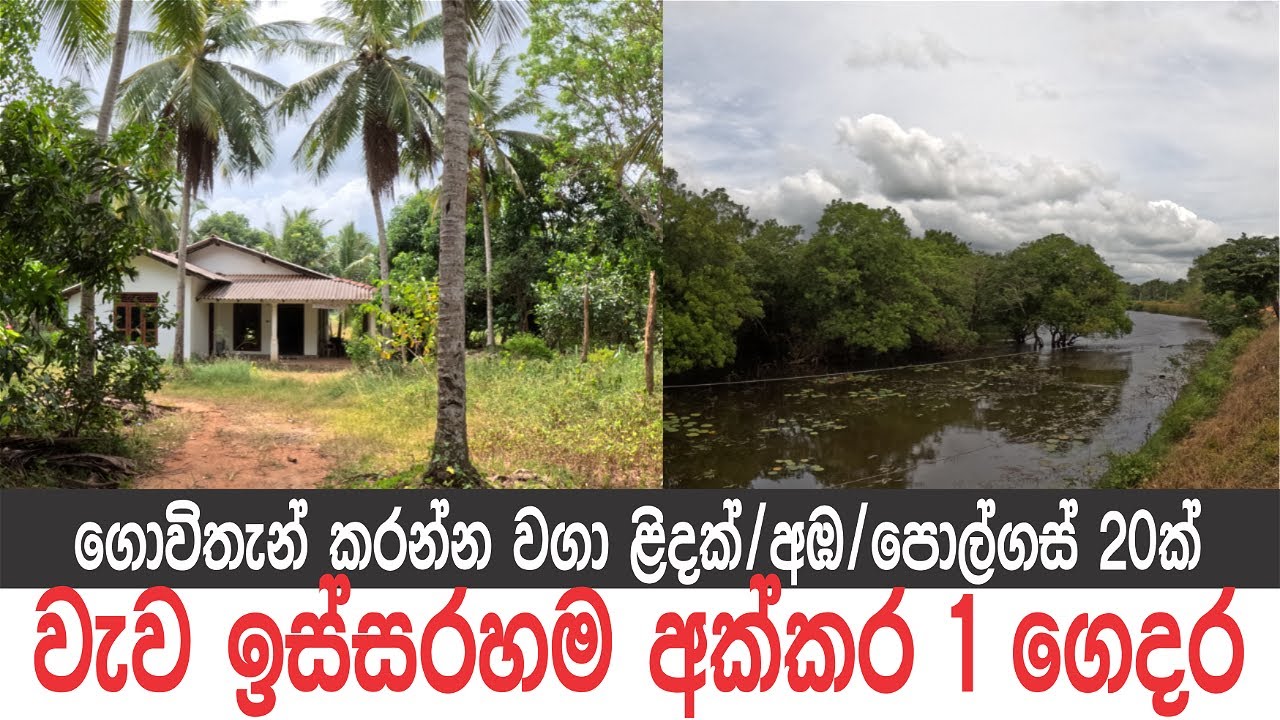 අක්කර 1යි, ගෙදර ඉස්සරහම වැවක්, අනුරාධපුරයේ  #ApeSuduMalli-සුදුමල්ලි