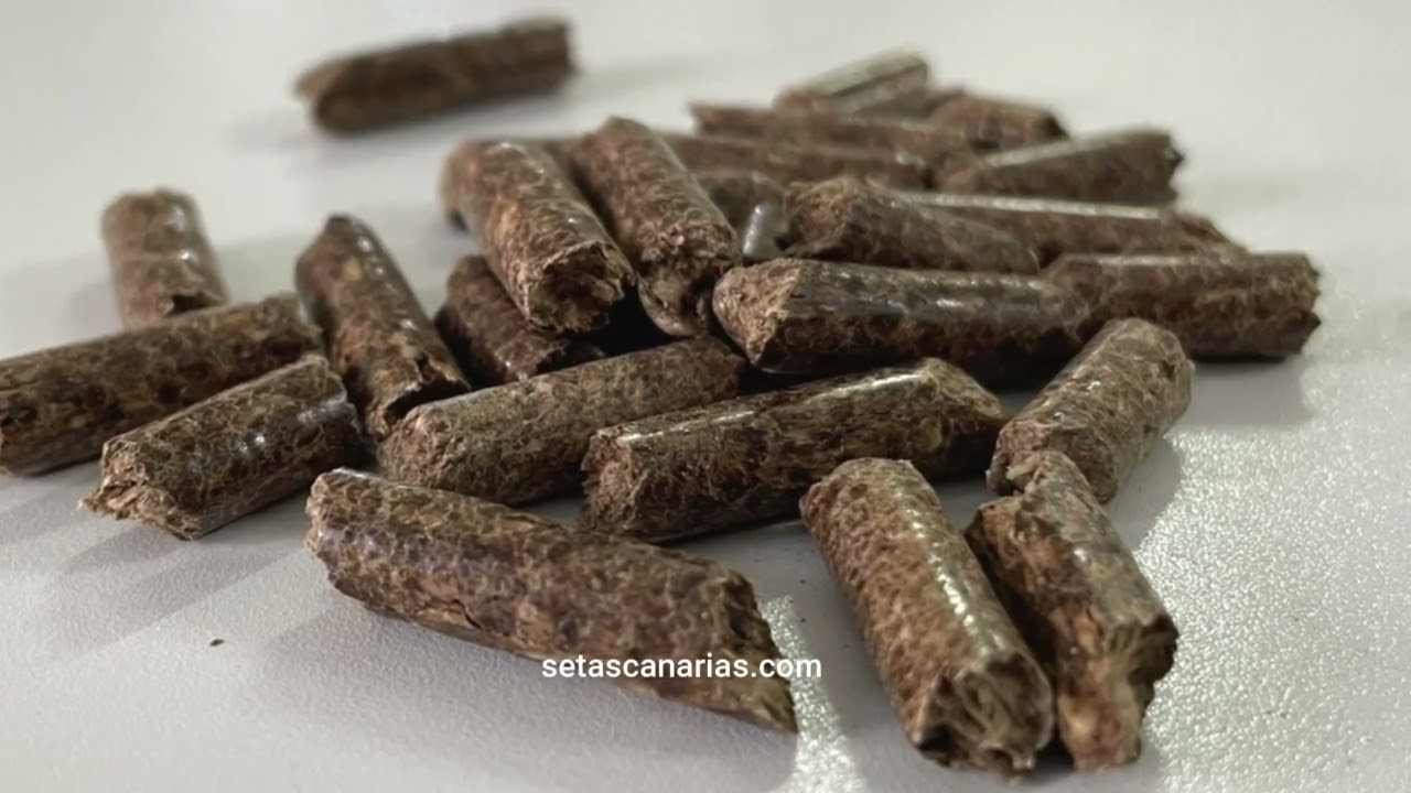 ¡Deshazte de la Paja! Cultivar Setas de Ostra con Pellets es más Fácil de lo que Piensas