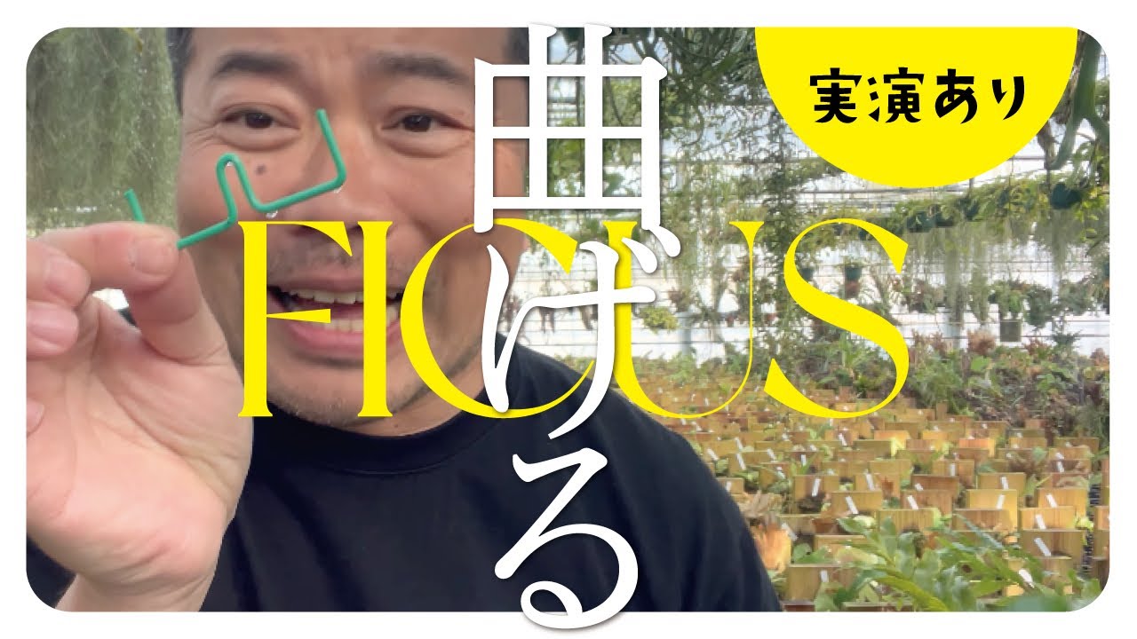WOWフィカスを曲げる⁉クリップの作り方を解説