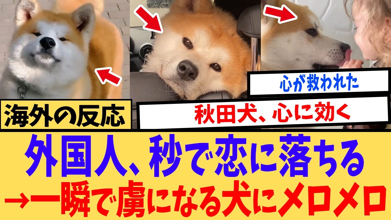 【海外の反応】「見た目は熊、中身は天使」秋田犬のもふもふと優しい瞳が外国人に大人気！体も心も大きい日本犬に世界中が恋をした