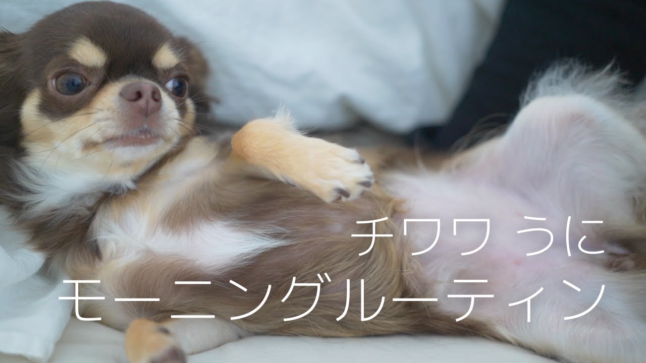 犬をやめたチワワのモーニングルーティン【新居版】
