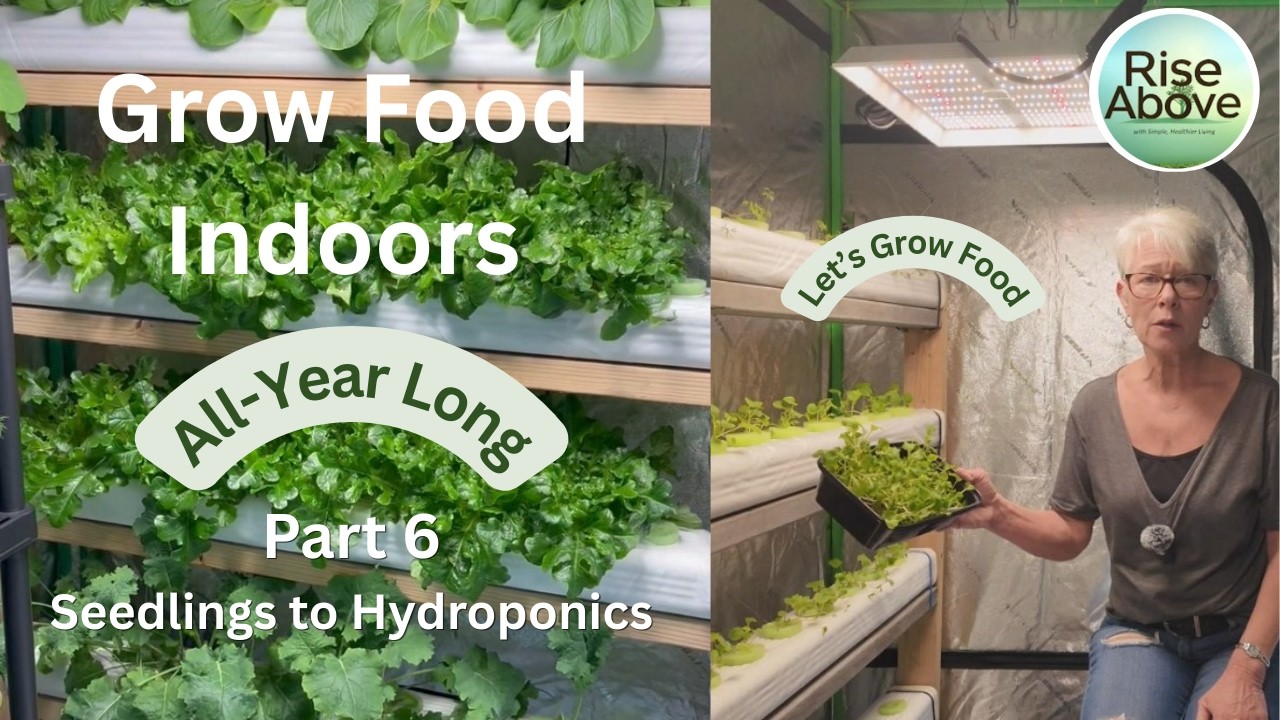 Part 6: Planting Seedlings in the DIY Downspout Hydroponics Trays!