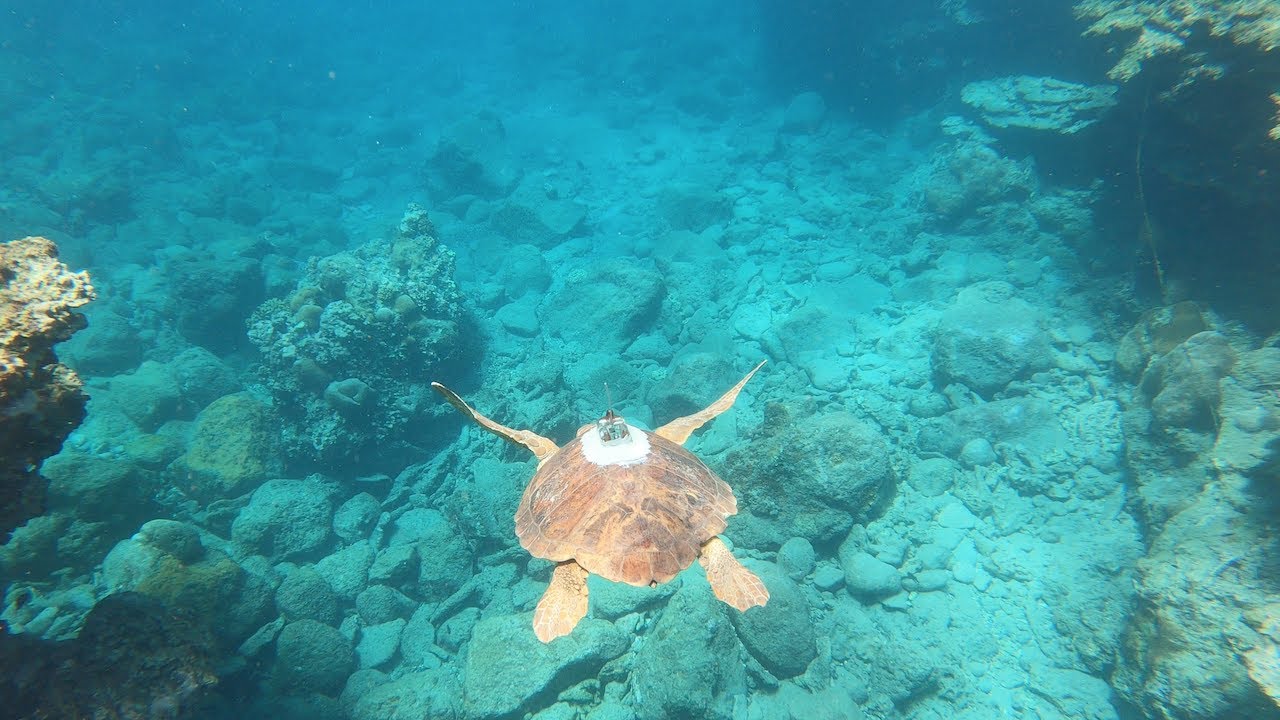 Voyages Vert Vous - La Réunion : l'île intense côté océan
