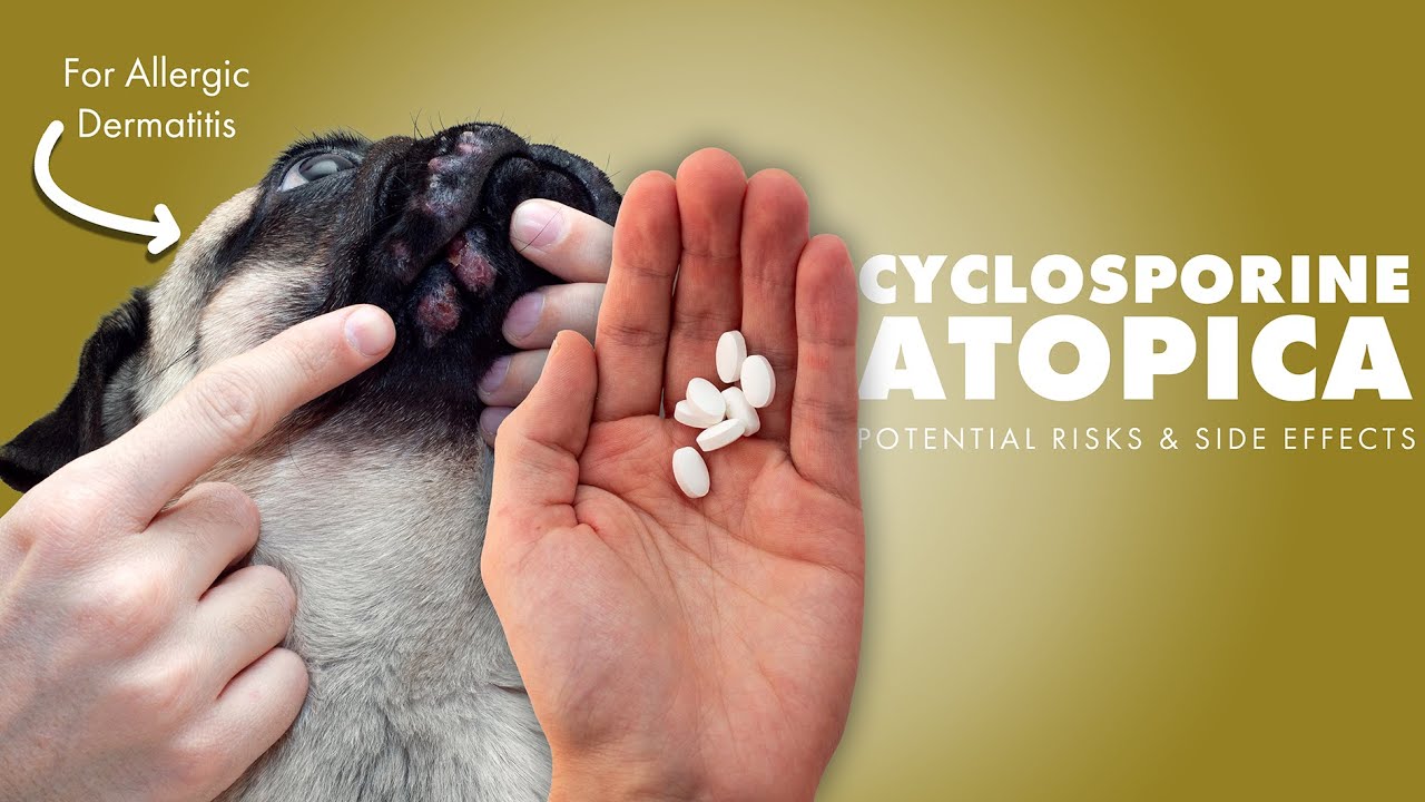 Cyclosporine aka Atopica💊For Allergic Dermatitis⚠️Potential Risks & Side Effects