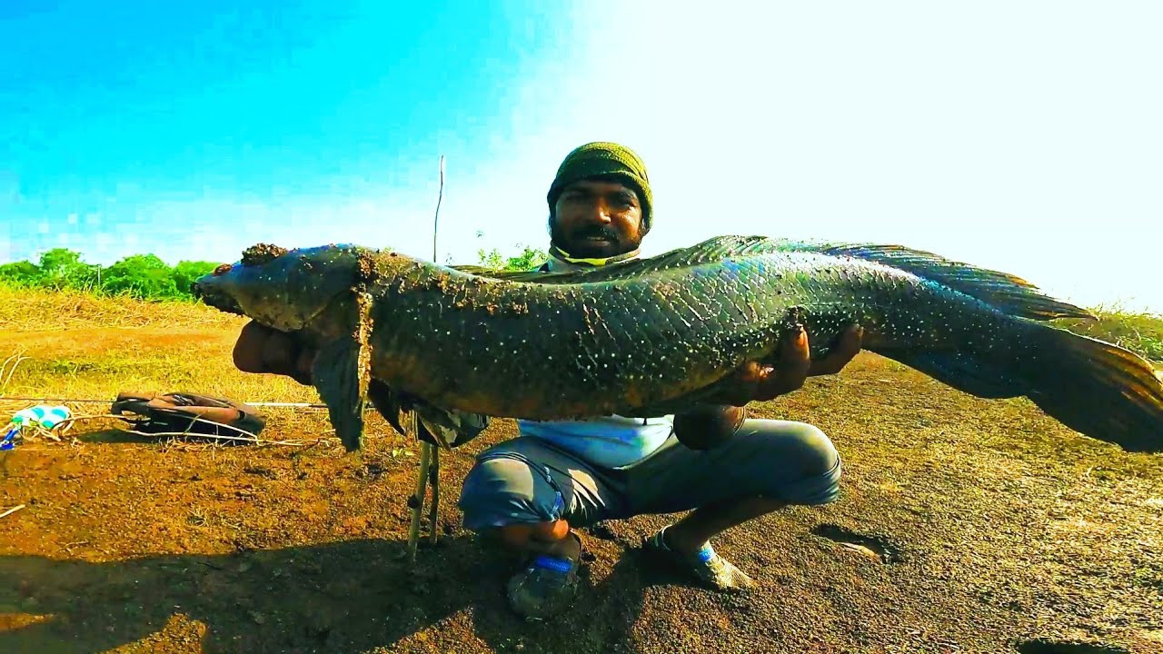 Big Gaint Snakehead (Murrel) Fishing Tips And Tricks For Beginners