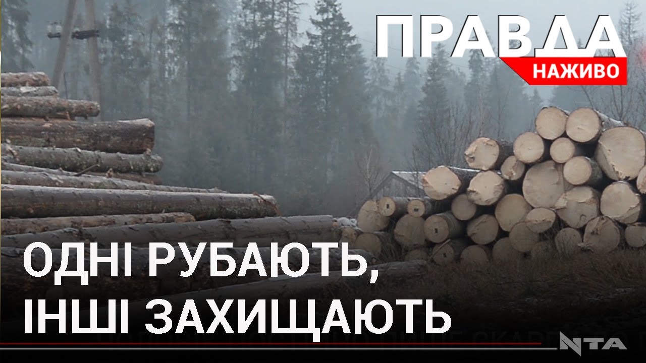 Погрози та напади...за ліс! Що відбувається на Львівщині?
