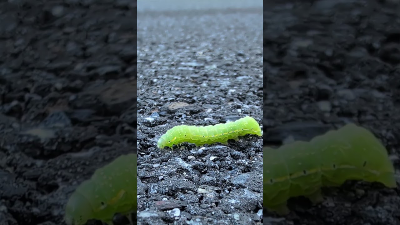Green caterpillar marching on #caterpillar  #crawler #insects
