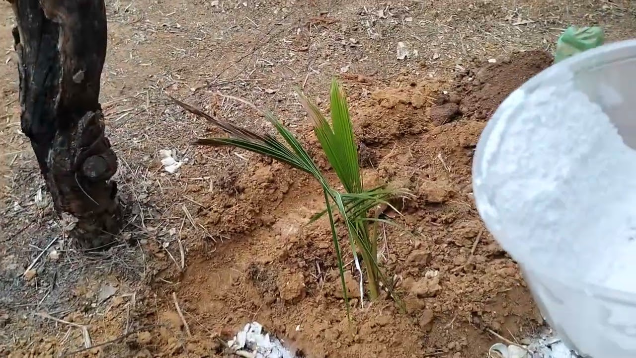 Melhores adubos para pé de coco anã