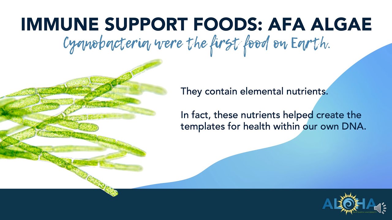 AFA Algae and Immune Health
