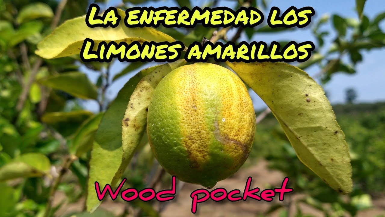 La enfermedad de los limones amarillos. Wood pocket